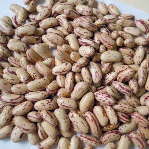 PINTO-BEANS-LSKB-Light-Speckled-Kidney-Bean