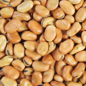 Faba-Beans